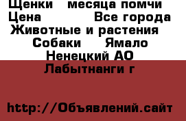 Щенки 4 месяца-помчи › Цена ­ 5 000 - Все города Животные и растения » Собаки   . Ямало-Ненецкий АО,Лабытнанги г.